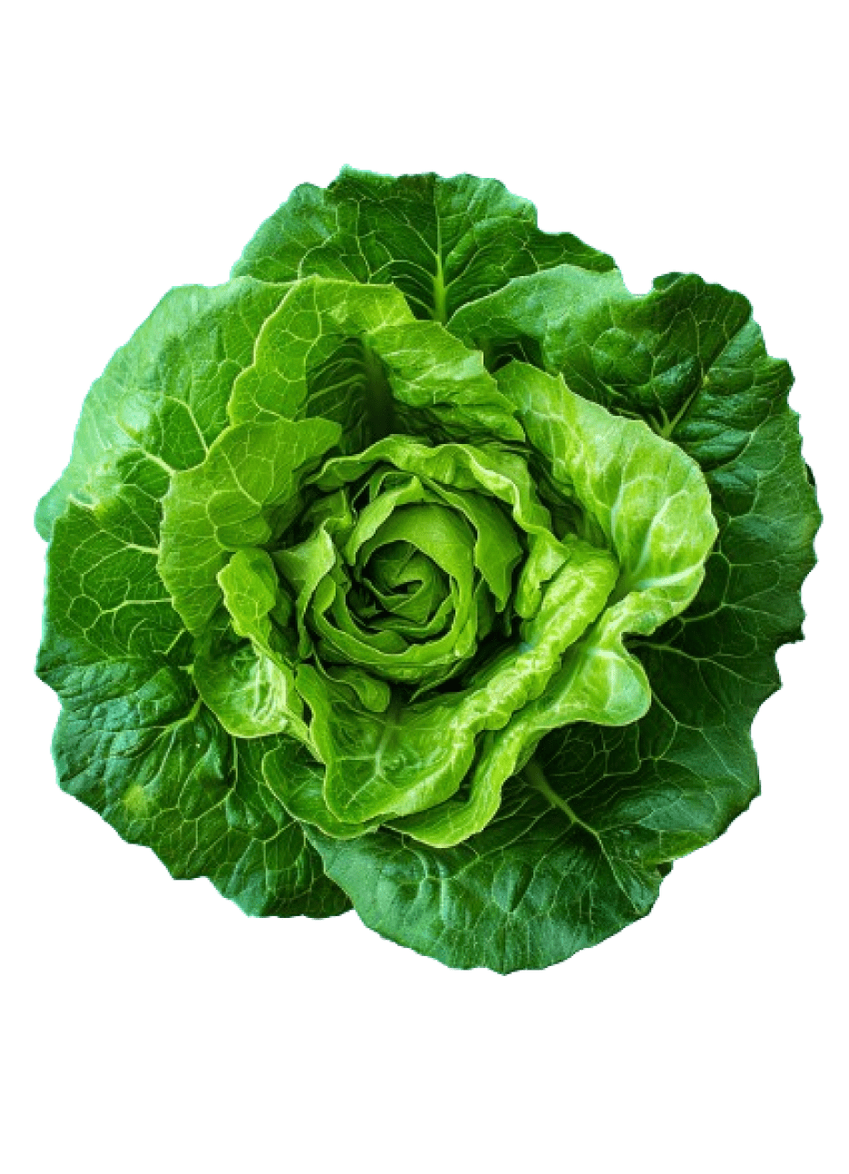 cabbage